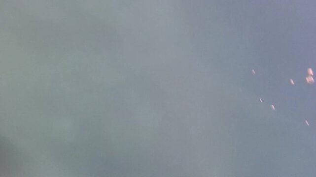 dugong (Dugong dugon) is a large, herbivorous marine mammal belonging to the order Sirenia, closely related to manatees. Found in warm coastal waters from East Africa to Australia, including the Red S