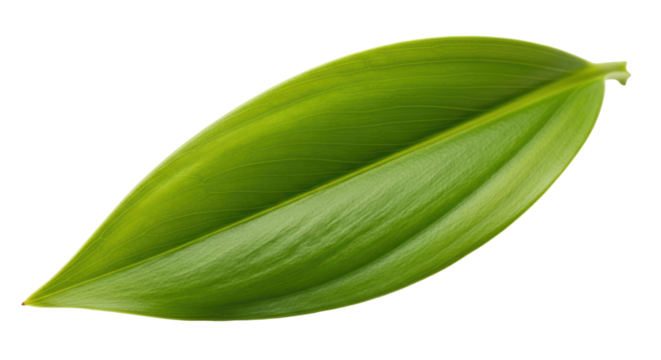 Isolated Leaf
