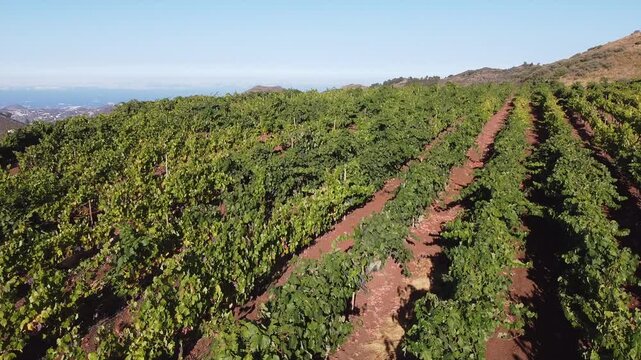 Vineyards covering Gran Canaria island hills under blue sky