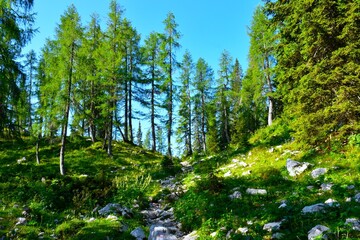 Hiking trail at an alpine meadow with larch trees in Julian alps, Gorenjska, Slovenia © kato08