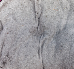 Close-up of an old, worn-out dog blanket covered with pet hair and small debris. The surface texture is rough and fibrous, showing visible folds, discoloration, and signs of long-term use.