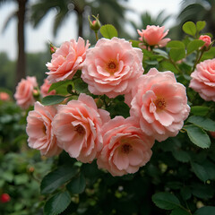 Lush Pink Roses Blooming in Garden
