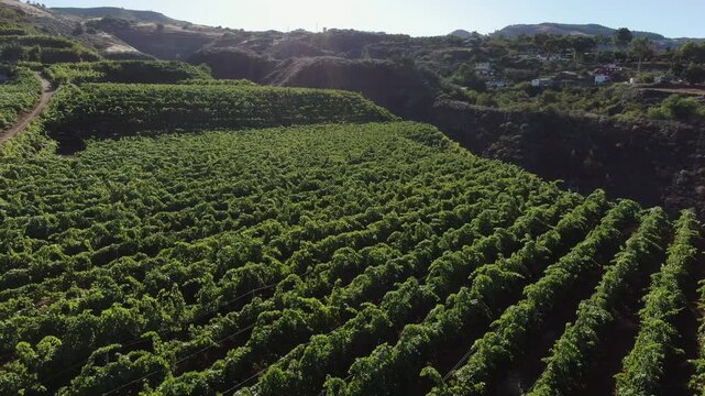 Gran Canaria vineyards aerial view, Canary Islands.