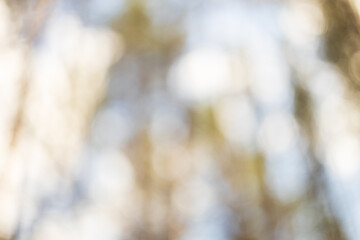 A blurry image of trees with a light blue sky