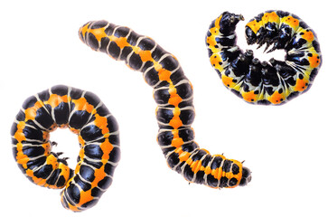 Bright black and yellow elephant hawk moth caterpillars in various poses on white background