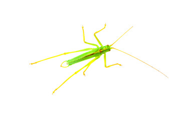 Top view of green grasshopper isolated on white background closeup macro
