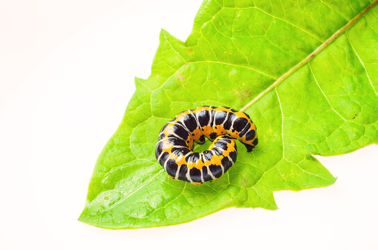Black and yellow caterpillar of elephant hawk moth curled on green leaf white background