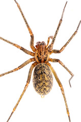 Top view closeup of Tegenaria Eratigena house spider arthropod on white background