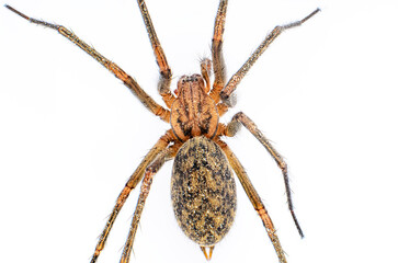 Closeup top view of house spider Tegenaria or Eratigena on white background
