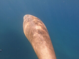 dugong (Dugong dugon) is a large, herbivorous marine mammal belonging to the order Sirenia, closely related to manatees. Found in warm coastal waters from East Africa to Australia, including the Red S