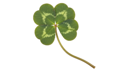 Isolated Four Leaf Clover