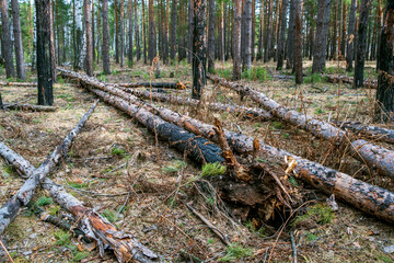 fallen pine trees in the foreground