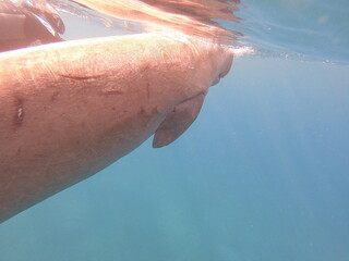 dugong (Dugong dugon) is a large, herbivorous marine mammal belonging to the order Sirenia, closely related to manatees. Found in warm coastal waters from East Africa to Australia, including the Red S