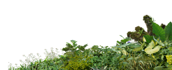 3D render foreground Tropical Plant Green Leaf on transparent background