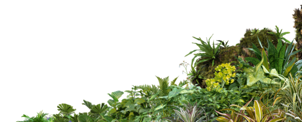 3D render foreground Tropical Plant Green Leaf on transparent background	