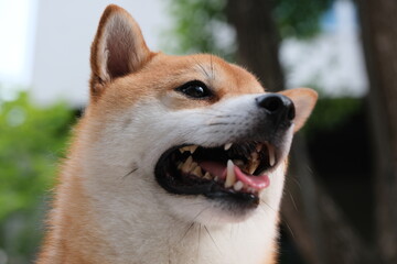 close up of shiba inu dog with open mouth with teeth