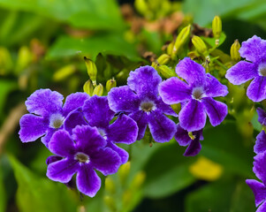 Cluster of DURANTA ERECTA flowers in natural light, Cyprus,