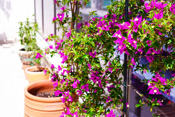 テラスで育てる南国の花　ブーゲンビリア