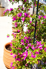 テラスの植木鉢で育てる南国の花　ブーゲンビリア