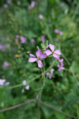 Fototapeta premium Pink radish flowers. A garden plant in the flowering phase.