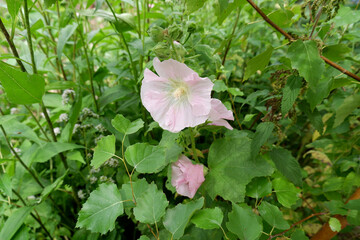 Pale pink mallow flower. Flower and buds in dense green foliage.