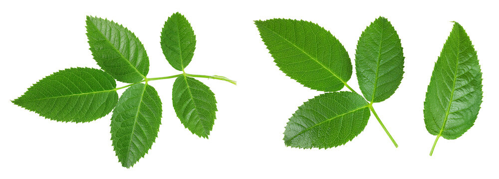 rosehip green leaves isolated on white background