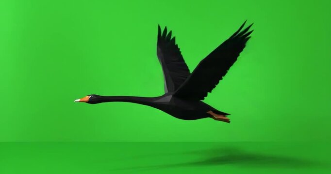 Black swan flying green screen