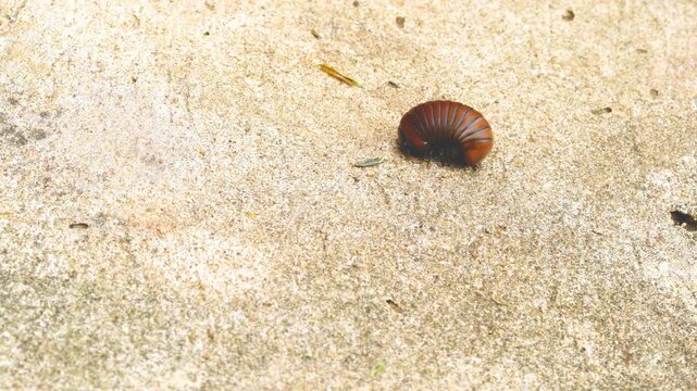 High angle view of a giant pill millipedes unrolled and crawling on the concrete floor, closeup.