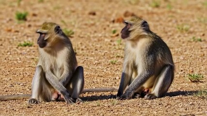 Two Vervet Monkeys in a Desert Landscape