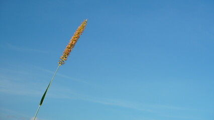 Solitary Poaceae Grass in the Sky