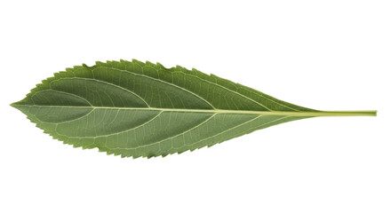 Isolated Green Leaf