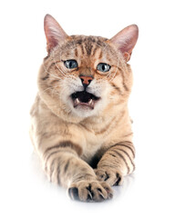 bengal cat in studio