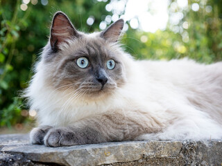siberian cat in garden