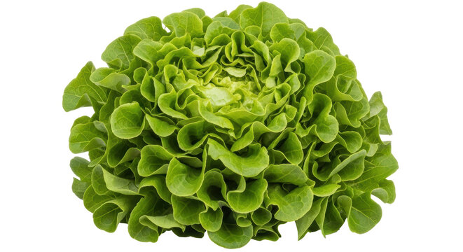 Isolated Lettuce