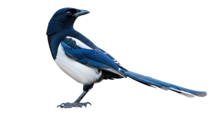 Isolated Magpie