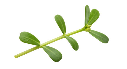 Isolated Purslane Branch, Green Leafy Vegetable