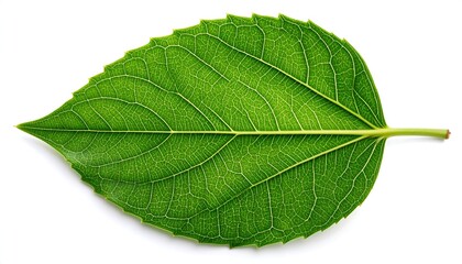 Obraz premium Close-up vibrant green leaf