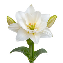 Fototapeta premium Close up of white lily with open petals, showcasing its beauty and elegance