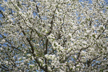 white flowers on a tree