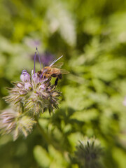 Bee Collecting Nectar on Blooming Phacelia Flower in Summer Field