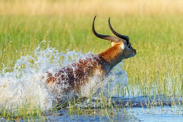A red lechwe (Kobus leche), an agile antelope native to southern Africa’s wetlands, leaps through a channel in Botswana’s Okavango Delta, surrounded by tall green grasses and sparkling water. © Roger de la Harpe