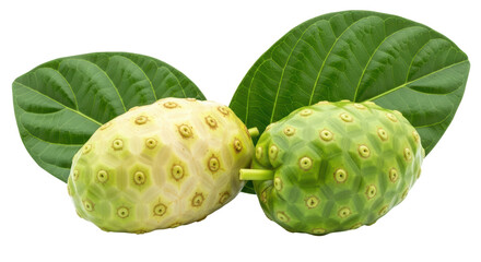 Isolated Two Noni Fruits with Green Leaves