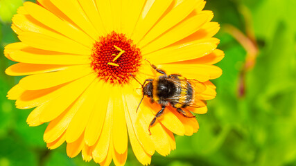 Bumblebee on a Bright Yellow Flower in Summer Garden