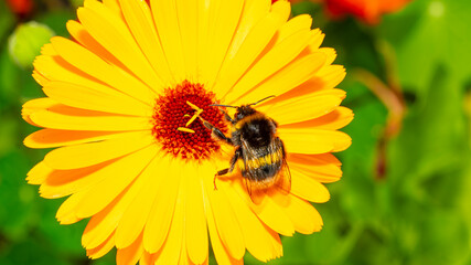 Bumblebee on a Bright Yellow Flower in Summer Garden