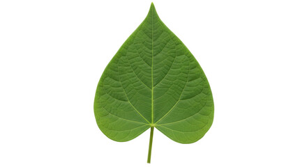 Isolated Green Leaf