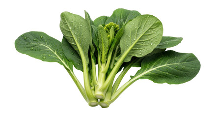 Isolated Bunch of Bok Choy