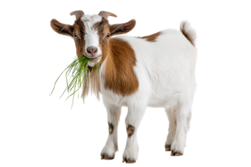 Adorable young goat enjoys a tasty snack.