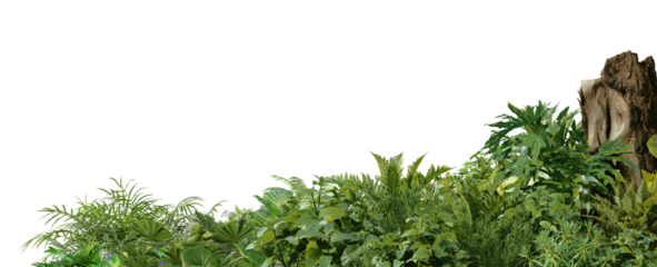 3D render foreground Tropical Plant Green Leaf on transparent background	