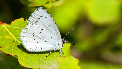 butterfly on leaf
