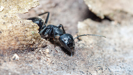 ant on the ground